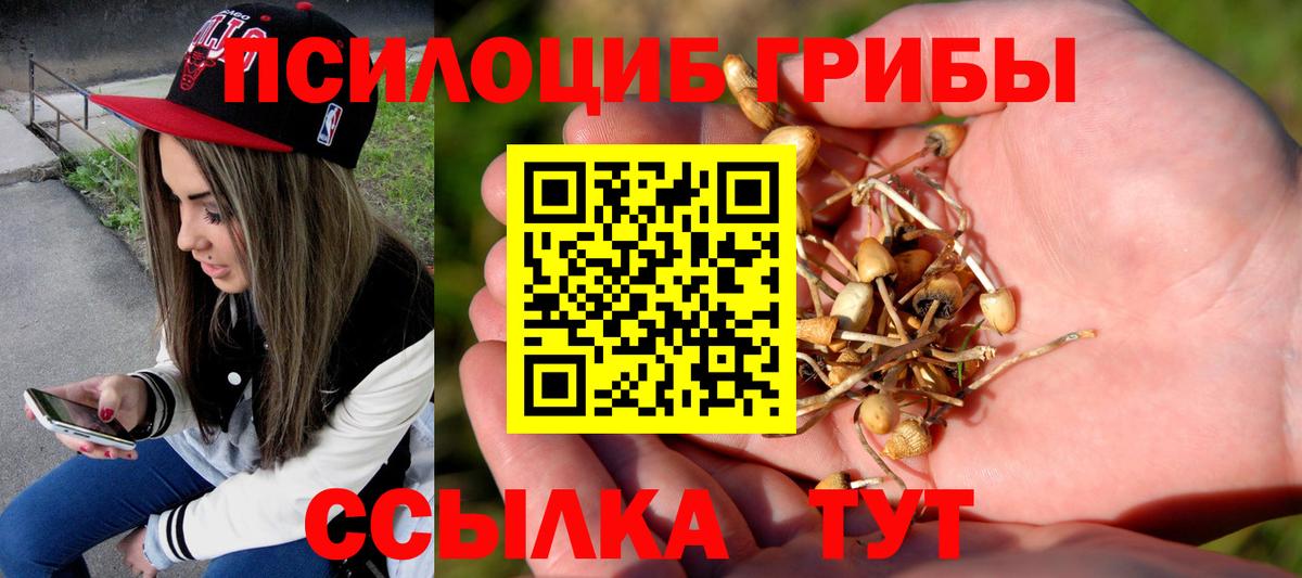 Псилоцибиновые грибы Psilocybe  Вход с VPN  Норильск 